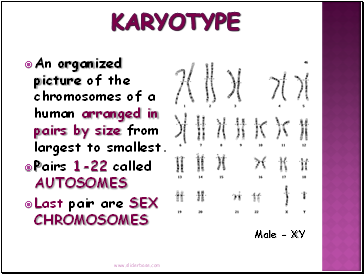 Karyotype