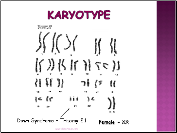 Karyotype