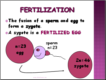 Fertilization