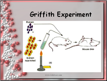 Griffith Experiment