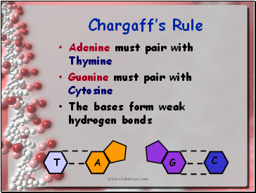 Chargaff’s Rule