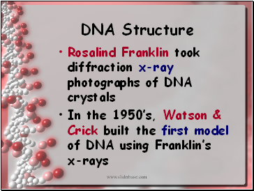 DNA Structure