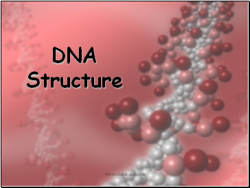 DNA Structure