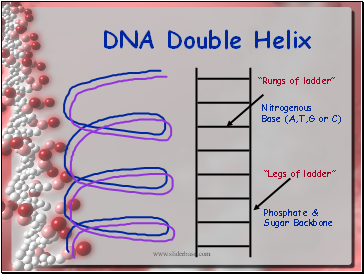 DNA Double Helix