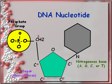 DNA Nucleotide