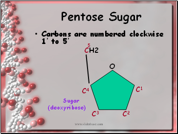 Pentose Sugar
