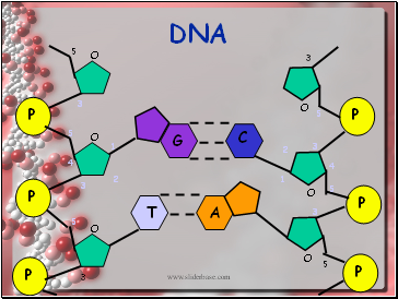 DNA