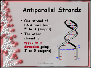 Antiparallel Strands