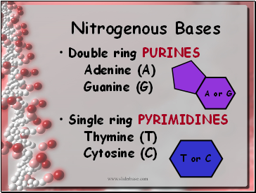 Nitrogenous Bases