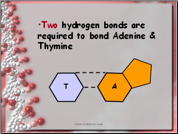 Two hydrogen bonds are required to bond Adenine & Thymine