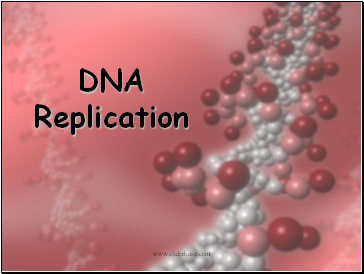 DNA Replication