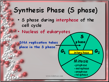 Synthesis Phase (S phase)