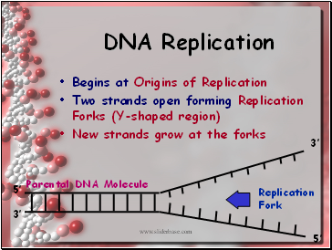 DNA Replication