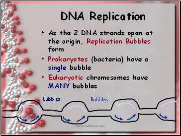 DNA Replication