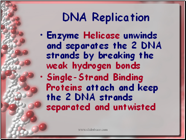 DNA Replication