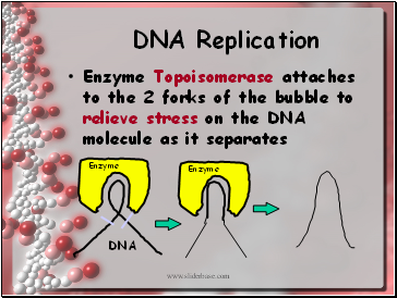 DNA Replication