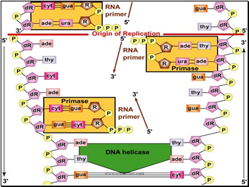 DNA and Replication