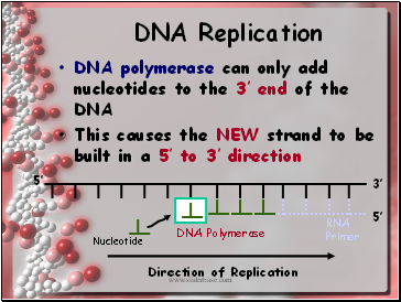 DNA Replication