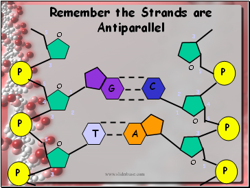 Remember the Strands are Antiparallel