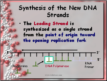 Synthesis of the New DNA Strands