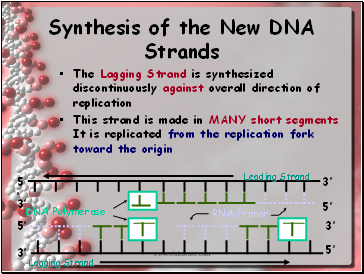 Synthesis of the New DNA Strands