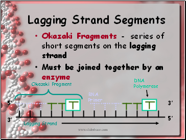 Lagging Strand Segments