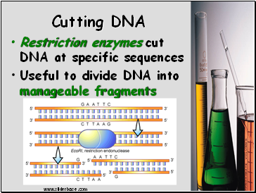 Cutting DNA