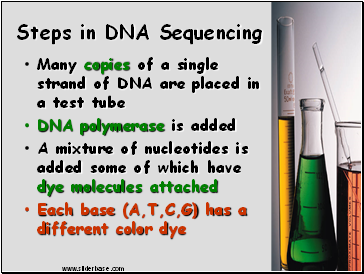 Steps in DNA Sequencing