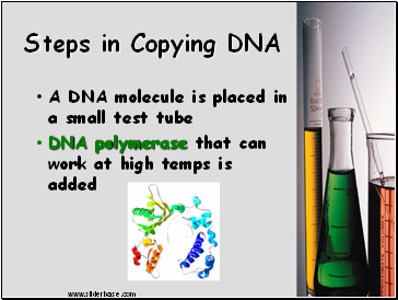 Steps in Copying DNA