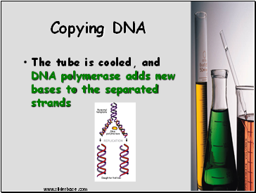 Copying DNA