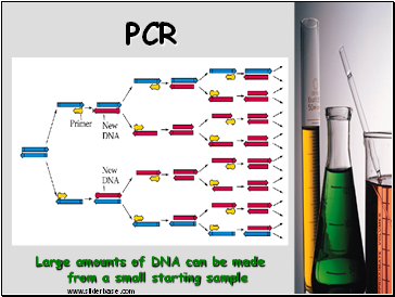 PCR