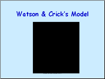 Watson & Crick’s Model