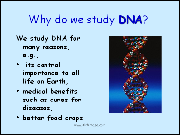 Why do we study DNA?