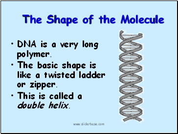 The Shape of the Molecule