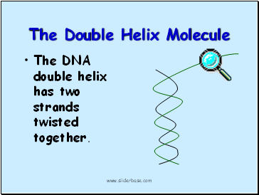 The Double Helix Molecule