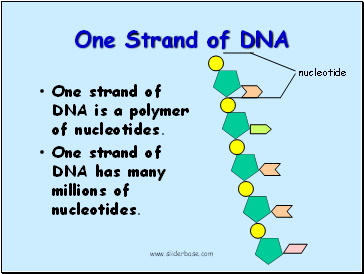 One Strand of DNA