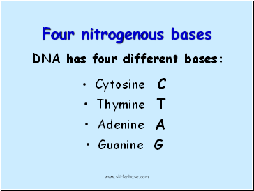 Four nitrogenous bases