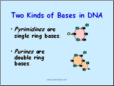 Two Kinds of Bases in DNA