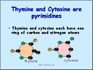 Thymine and Cytosine are pyrimidines