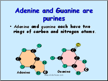 Adenine and Guanine are purines