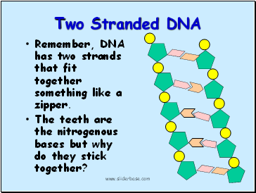 Two Stranded DNA