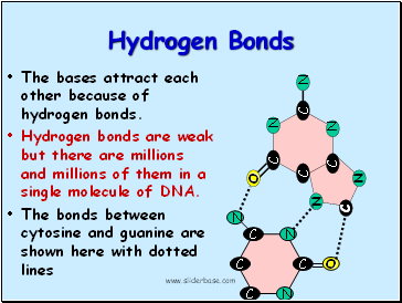 Hydrogen Bonds