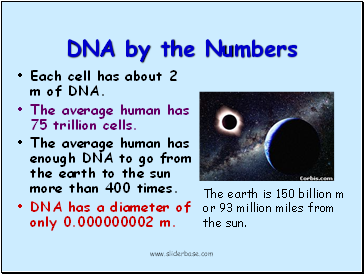 DNA by the Numbers