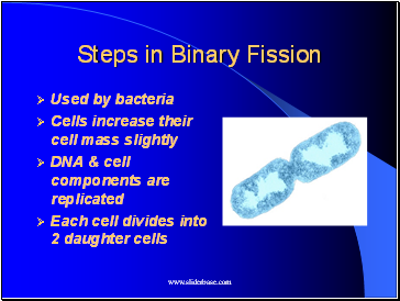 Steps in Binary Fission