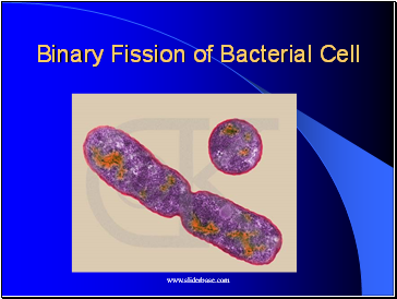 Binary Fission of Bacterial Cell