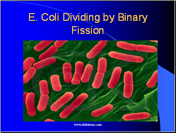 E. Coli Dividing by Binary Fission
