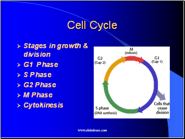 Cell Cycle