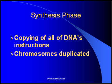 Synthesis Phase