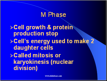 M Phase