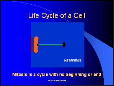 Life Cycle of a Cell